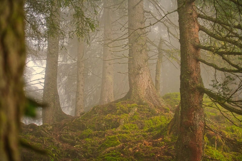 Agroforestry