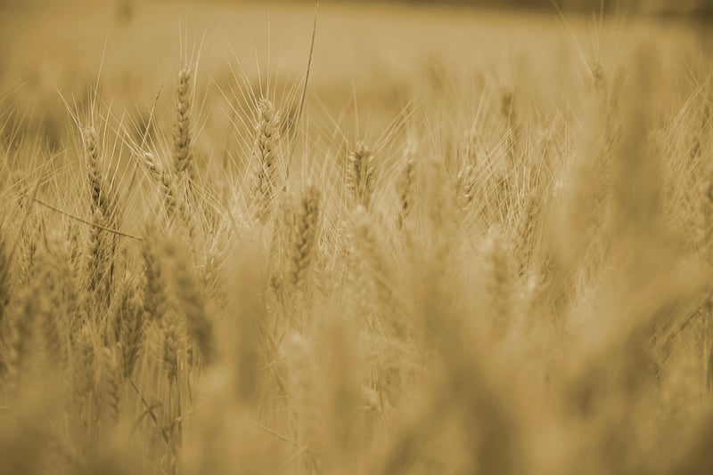 Drone technology in agriculture