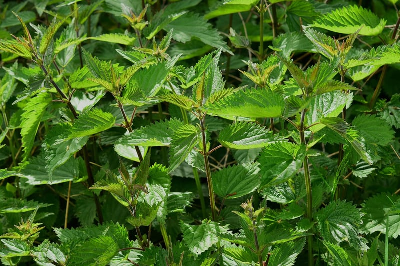 Herb Wall Planter
