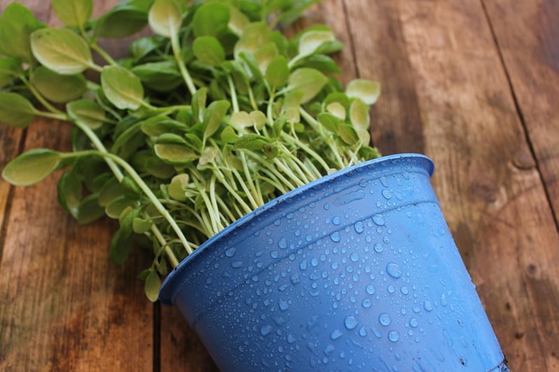 Potted Herbs